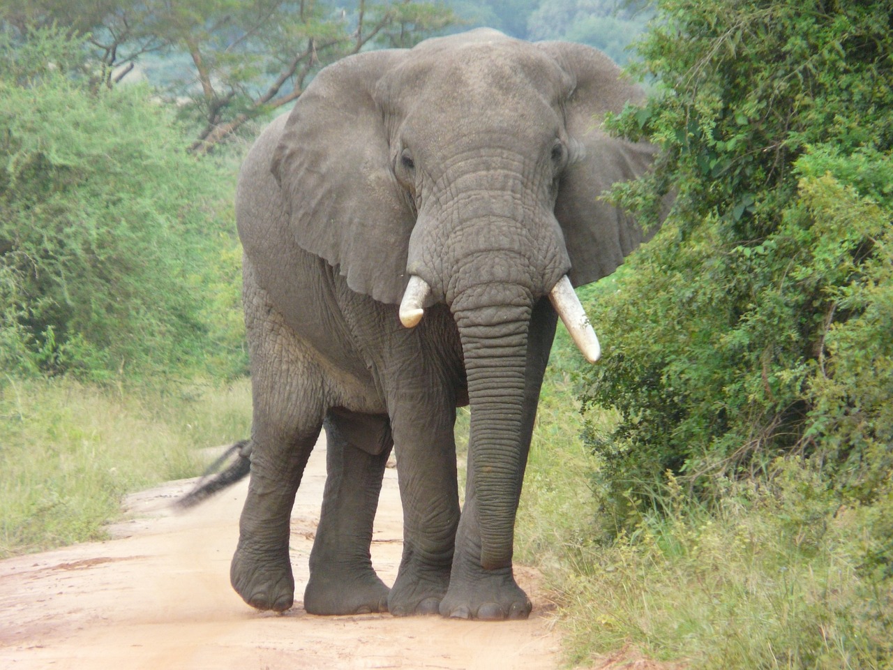 Last of Their Kind - The World's Most Endangered Species